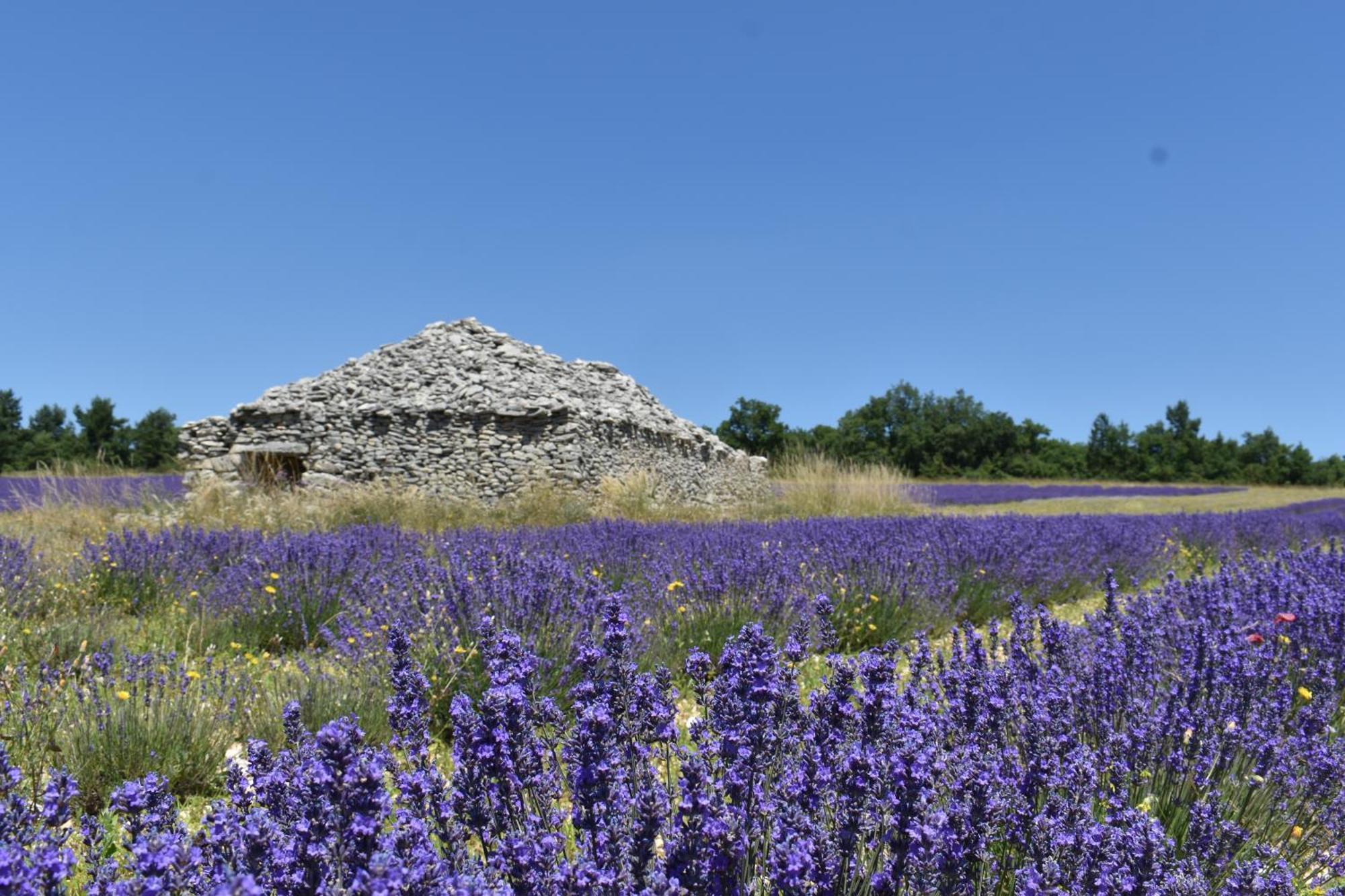 Le Domaine De Piedmoure, Gites Et Chambres, Piscine, Terrasses Privatives Sault-de-Vaucluse Luaran gambar